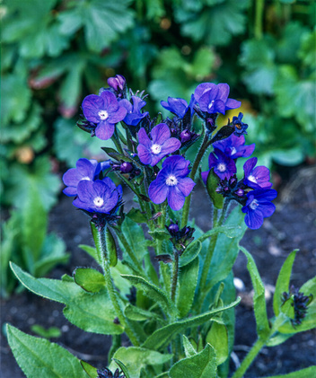 Farbownik Lazurowy (Anchusa) 'Loddon Royalist'