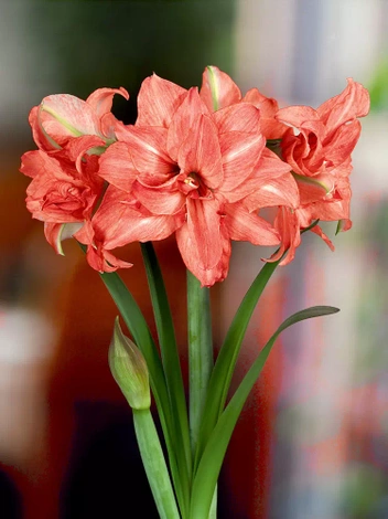 Zwartnica (Hippeastrum) 'Lady Jane' 1 szt..