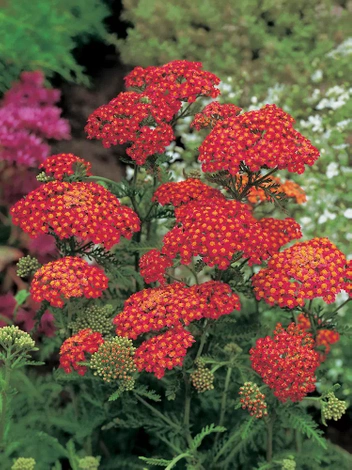 Krwawnik (Achillea) 'Paprika' 1 szt.