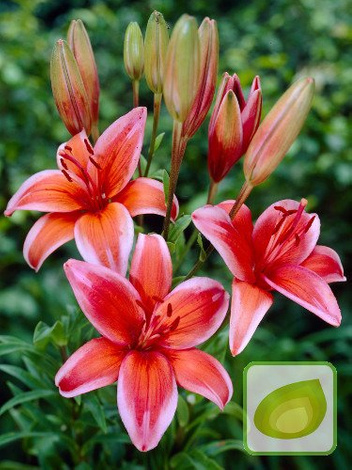 Lilia (Lilium) Red Electric