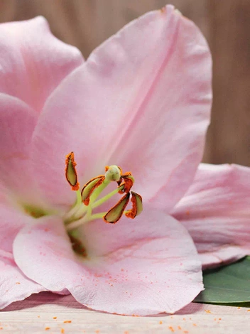 Lilia (Lilium) 'Spring Pink' 1 szt.