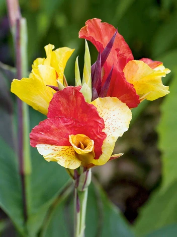 Paciorecznik (Canna) 'Cleopatra' 1 szt.