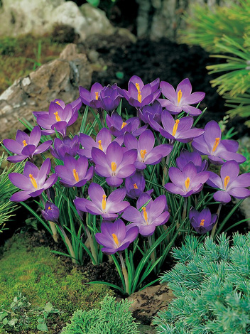 MEGAPAKA Krokus Botaniczny (Crocus) 'Ruby Giant' 50 szt.