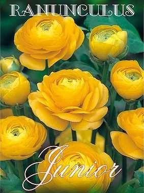 Jaskier (Ranunculus) Yellow