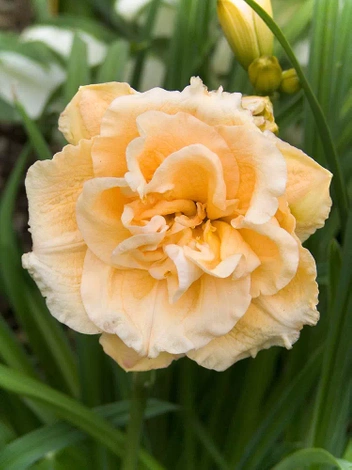 Liliowiec (Hemerocallis) 'Ikebana Star'