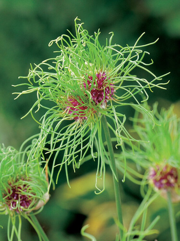 Czosnek (Allium) 'Hair' 5 szt.