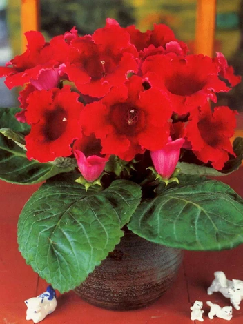 Gloksynia Gloxinia (Sinningia) 'Defiance'