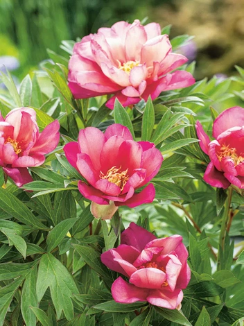 Piwonia ITOH "Paeonia" Julia Rose