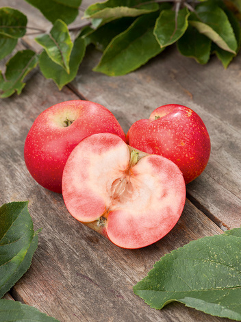 Jabłoń karłowa 'Red Love'