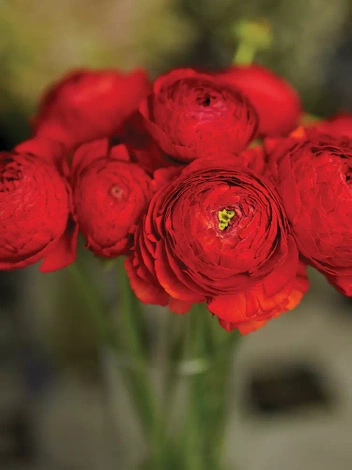 Jaskier (Ranunculus) Czerwony 5 szt.