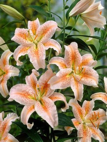 Lilia (Lilium) 'Salmon Star'