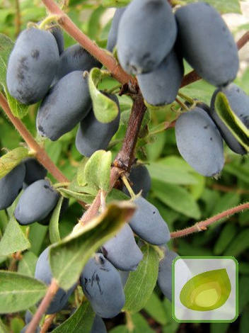 Jagoda Kamczacka (Lonicera coerulea var. Kamtschatica) Wołoszebnica