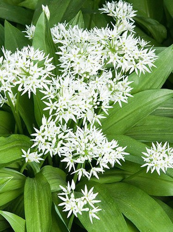 Czosnek Niedźwiedzi (Allium Ursinum)