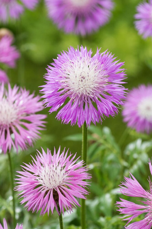 Chaber białawy (Centaurea dealbata) 1 szt.