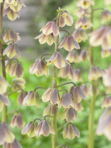 Szachownica (Fritillaria) 'Green Dreams' 1 szt.