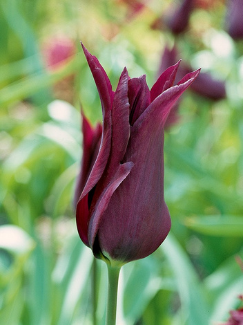 Tulipan (Tulipa) 'SARAH RAVEN'