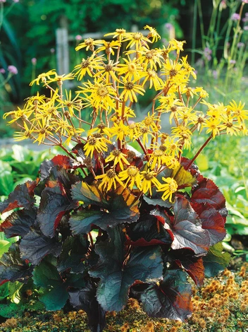 Języczka pomarańczowa (Ligularia dentata) 'Britt-Marie Crawford'