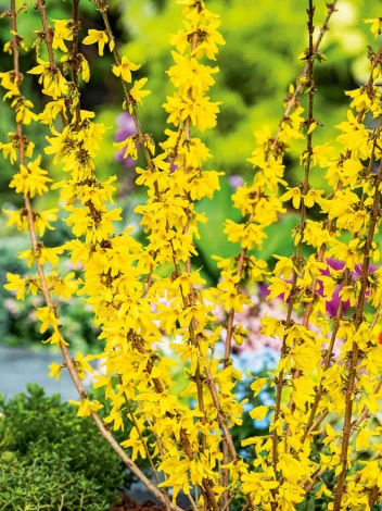 Forsycja 'Intermedia' (Forsythia)