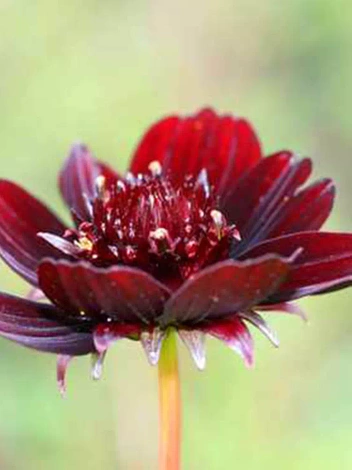 Kosmos czekoladowy (Cosmos atrosanguineus) 1 szt.