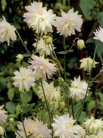 Orlik (Aquilegia) 'Barlow White' 1 szt.