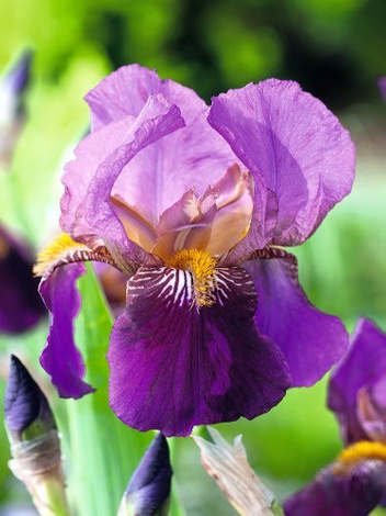 Kosaciec bródkowy (Iris germanica) 'Senlac'