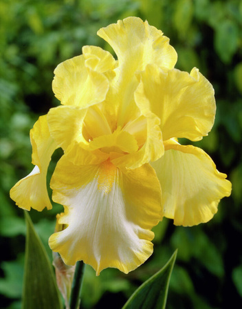 Irys bródkowy ( Iris germanica ) ' Fringe of Gold ' 1 szt.