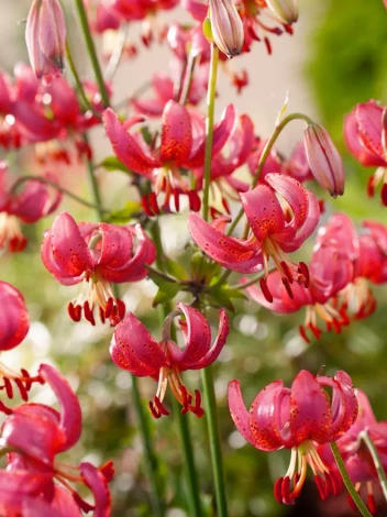 Lilia (Lilium) 'Martagon'