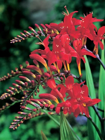 Cynobrówka (Crocosmia) 'Lucifer' 5 szt.