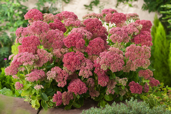 Rozchodnik karpacki (Sedum telephium) 'Herbstfreude'  XXL