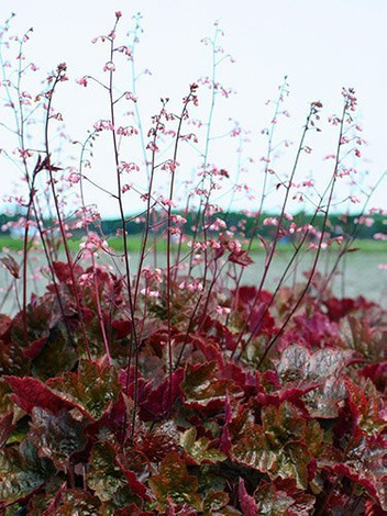 Żurawka (Heuchera micrantha) 'Palace Purple'