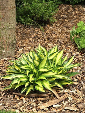 Funkia (Hosta) 'Lakeside Little Tuft'