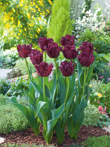 Tulipan (Tulipa) 'Labrador'