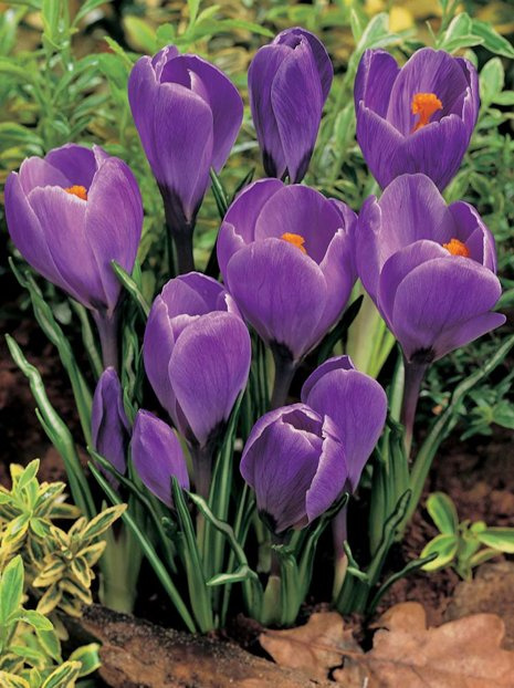 Krokus (Crocus) 'Purpureus Grandiflorus'