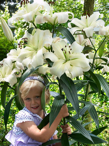 Lilia (Lilium) Pretty Woman