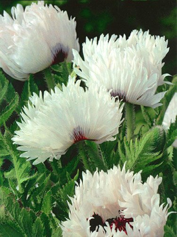 Mak (Papaver orientale) 'White Ruffels'