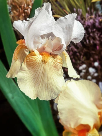 Kosaciec bródkowy (Iris Germanica) 'Festive Skirt'