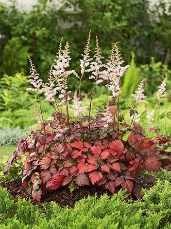 Tawułka (Astilbe) 'Color Flash' 1 szt.