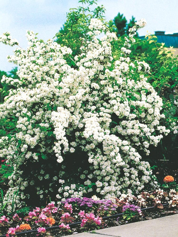 Jaśminowiec (Philadelphus) - Krzew Ozdobny