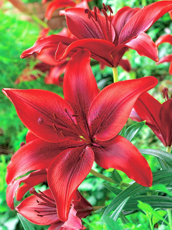 Lilia Orientalna Czerwona (Lilium) 2 szt.