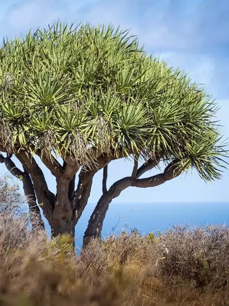 Nasiona Dracena Smocza - Dracaena Draco