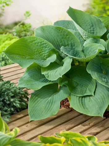 Funkia (Hosta sieboldiana) 'Elegans'