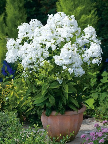 Floks (Phlox paniculata) 'David'