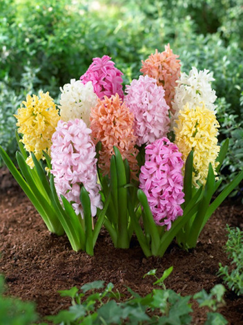 Hiacynty (Hyacinthus) Pachnące Mix 30szt.