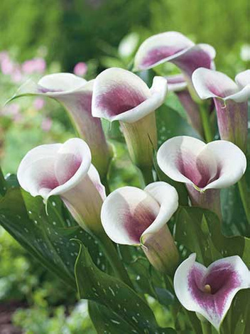 Kalia (Calla) 'Picasso' 1 szt.