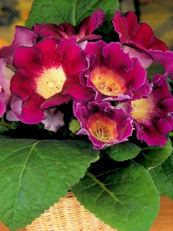 Gloksynia Gloxinia (Sinningia) 'Hollywood'