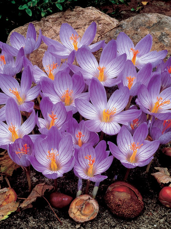 Krokus Kwitnący Jesienią (Crocus) 'Conqueror' 20 szt.