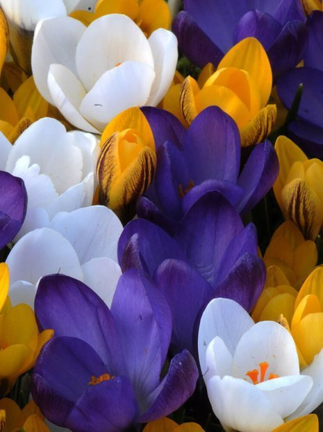 Krokusy (Crocus) Wielkokwiatowe MIX 100 szt.