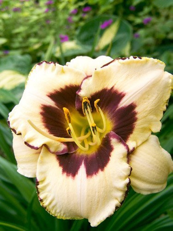 Liliowiec (Hemerocallis) 'Canadian Border Patrol'