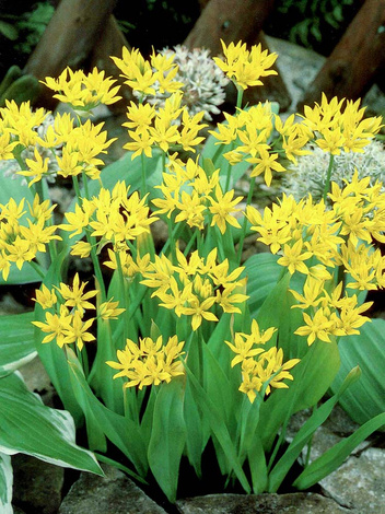 Czosnek (Allium) 'Moly Luteum' 10 szt.