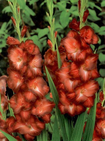 Mieczyk Tani (Gladiolus) 'Chocolate'